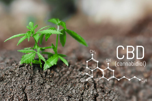 CBD for Anxiety: The Science Behind This Popular Trend