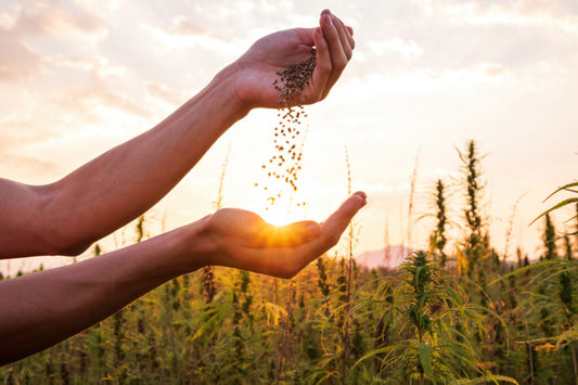 Does CBD help Cholesterol?