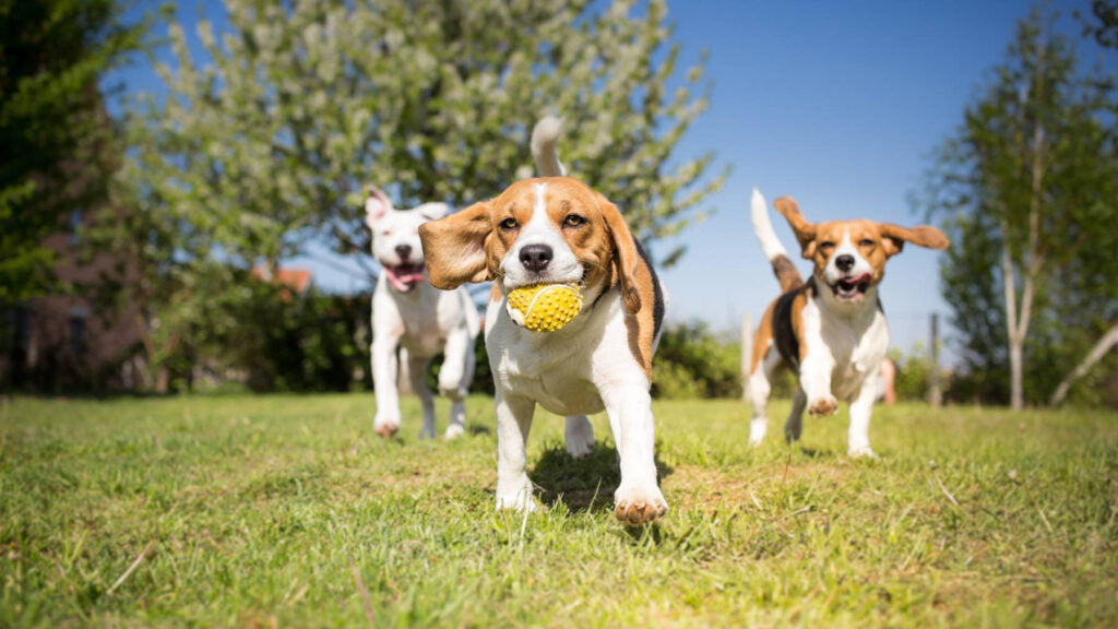 CBD for Pets: How It Can Benefit Your Furry Friends